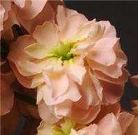 Matthiola Incana 'Katz Apricot' - Fragrant Column Stock Plant