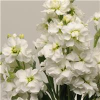 Matthiola Incana 'Katz White' - Fragrant Column Stock Plant