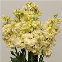 Matthiola Incana 'Katz Yellow' - Fragrant Column Stock Plant