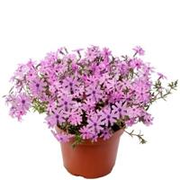 Phlox subulata Fort Hill