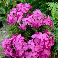 Phlox subulata MacDaniel's Cushion