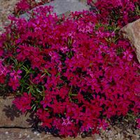 Phlox subulata Scarlet Flame