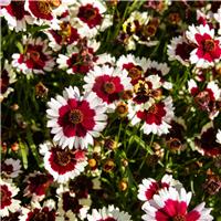 Coreopsis verticillata 'Chorasan Burgundy and White'