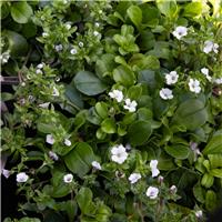 Gypsophila cerastioides 'Pretty Maid'