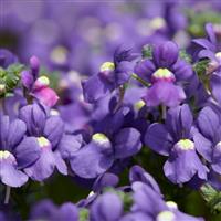 Nemesia fructicans Blue