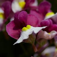 Nemesia fruticans Purple Bicolour