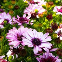 Osteospermum Double Berry White - Double Flowering Cape Daisy