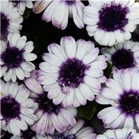 Osteospermum Double Blueberry Shake - Double Flowering Cape Daisy
