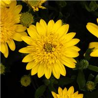 Osteospermum Double Deep Sun - Double Flowering Cape Daisy