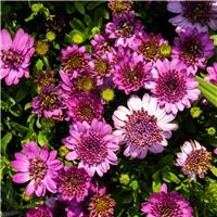 Osteospermum Double Pink - Double Flowering Cape Daisy