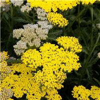 Achillea millefolium Sassy Summer Lemon - Yarrow