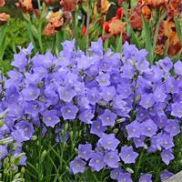 Campanula Persicifolia - Peach leaved bellflower