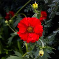 Geum Firestarter - Avens