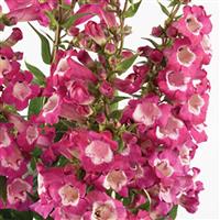 Penstemon Polaris Magenta