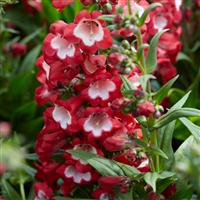 Penstemon Polaris Red