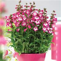 Penstemon Polaris Rose