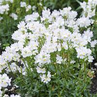 Nemesia fruticans Vanilla White