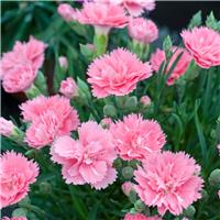 Dianthus Soft Cream - Clove Scented Pink In Bud & Bloom