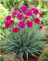 Dianthus 'Devon Wizard'