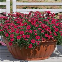 Dianthus Pashmina 'Berry Red' - In Bud & Bloom