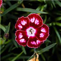 Dianthus Morello Star