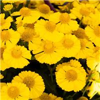 Helenium autumnale Lemon Sundae