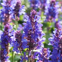 Salvia sylvestris Blue Marvel