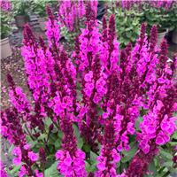 Salvia Rose Pink Marvel - In Bud & Bloom