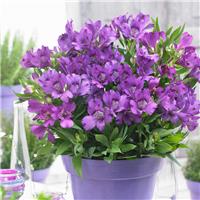 Alstroemeria Inticancha Indigo - Hardy Peruvian Lily - In Bud & Bloom