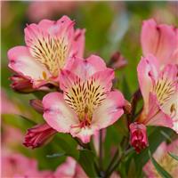 Alstroemeria Summer Break - Hardy Peruvian Lily - In Bud & Bloom
