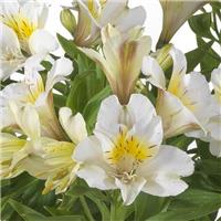 Alstroemeria Summer Sky - Hardy Peruvian Lily
