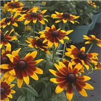 Giant Flowered Rudbeckia 'Carolina' - Summerdaisy Bicolour - In Bud & Bloom