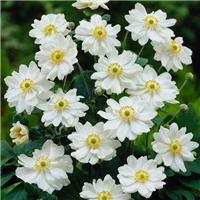 Anemone hupehensis 'Snow Angel'