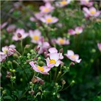Anemone Fantasy 'Jasmine'