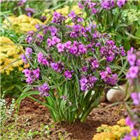 Tradescantia Brainstorm - Spider Lily in Bud & Bloom