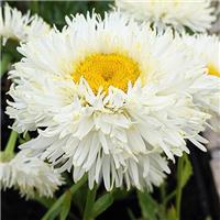 Leucathemum x Superbum Coconut - Shasta Daisy