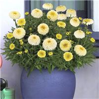 Leucanthemum Real Deal - Shasta Daisy - Large Plant in Bud & Bloom
