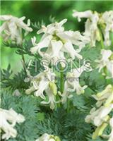 Dicentra Amore Titanium