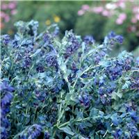 Cerinthe major purpurascens 'Kiwi Blue' - In Bud & Bloom