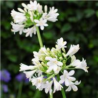 Agapanthus 'Emerald Ice' - Lily of the Nile - XL Plant
