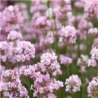 Large Lavandula angustifolia rosea - Pink Flowering Hardy English Lavender