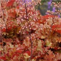 Heuchera Orangeberry