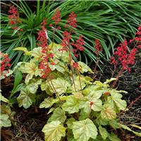 Heuchera Tokyo