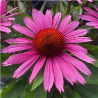 Echinacea Sun Seekers Pink - Cone Flower