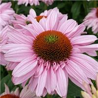 Echinacea Sun Seekers Blush - Cone Flower