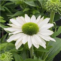 Echinacea Sun Seekers White Perfection - Cone Flower