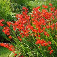 Crocosmia Red King