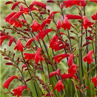 Crocosmia Brigitta