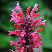 Agastache mexicana 'Red Fortune'