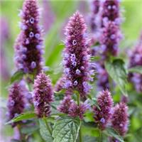 Agastache 'Beelicious Purple'